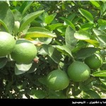 باغ مرکبات