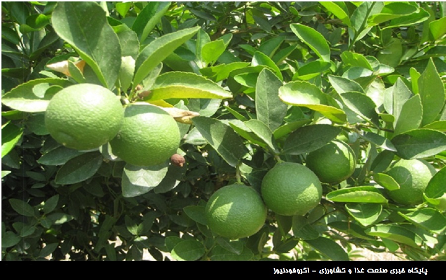 باغ مرکبات